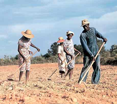 Hoeing a cotton field to remove weeds Greene County Georgia USA 1941