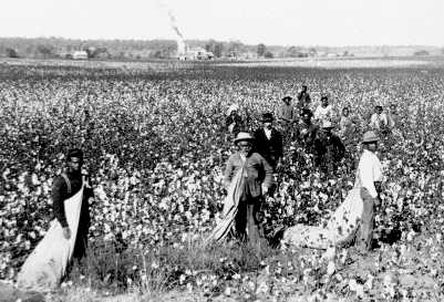 Cotton field harvesting Oklahoma 1897