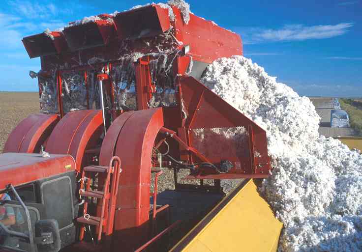 Offloading freshly harvested cotton into a module builder in Texas. Previously built modules may be seen in the background