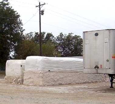 Harvested cotton Tennessee 2005