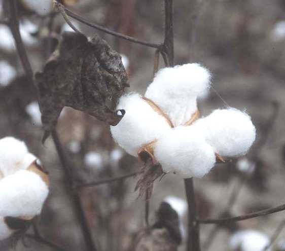 Cotton plant buds